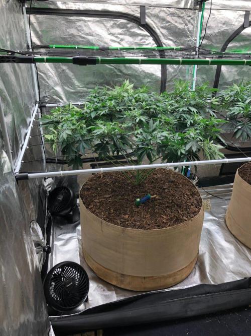Lemonchello Haze Seedsman Indoor Summer. Week 10