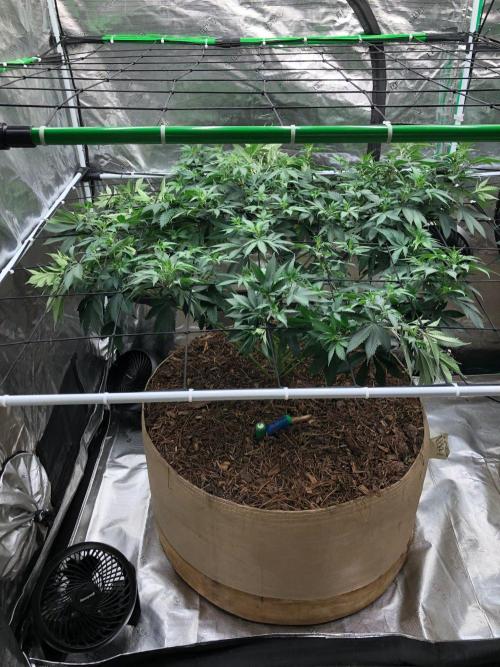 Lemonchello Haze Seedsman Indoor Summer. Week 10