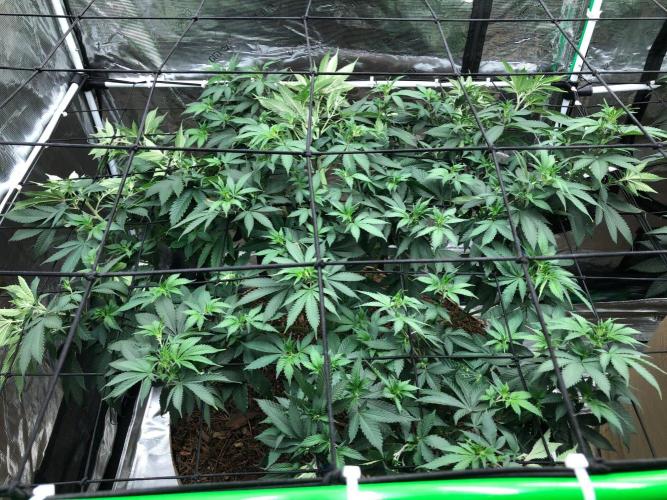 Lemonchello Haze Seedsman Indoor Summer. Week 10