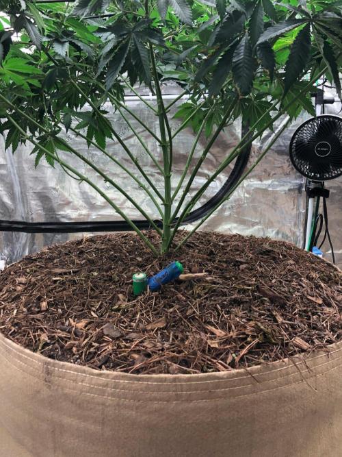 Lemonchello Haze Seedsman Indoor Summer. Week 10