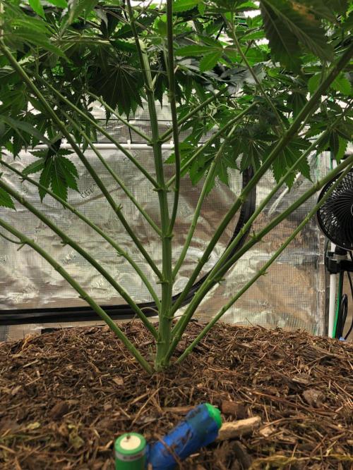 Lemonchello Haze Seedsman Indoor Summer. Week 10