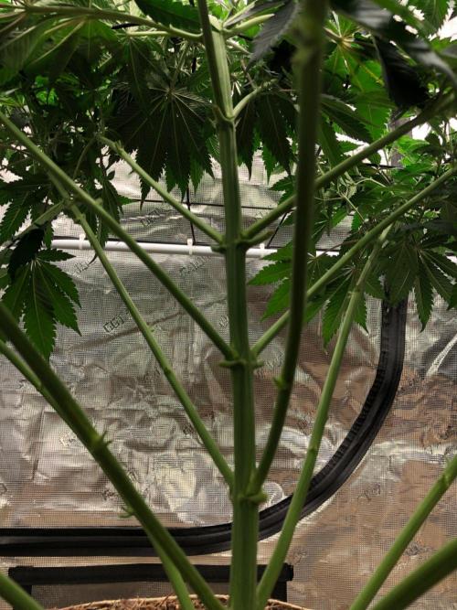 Lemonchello Haze Seedsman Indoor Summer. Week 10