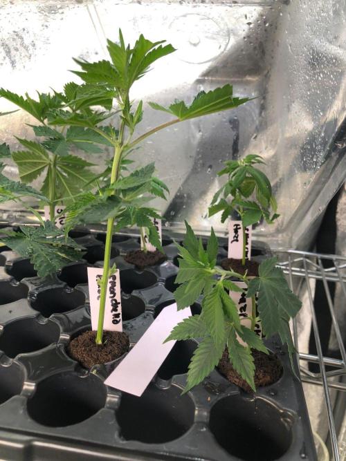 Lemonchello Haze Seedsman Indoor Summer. Week 10