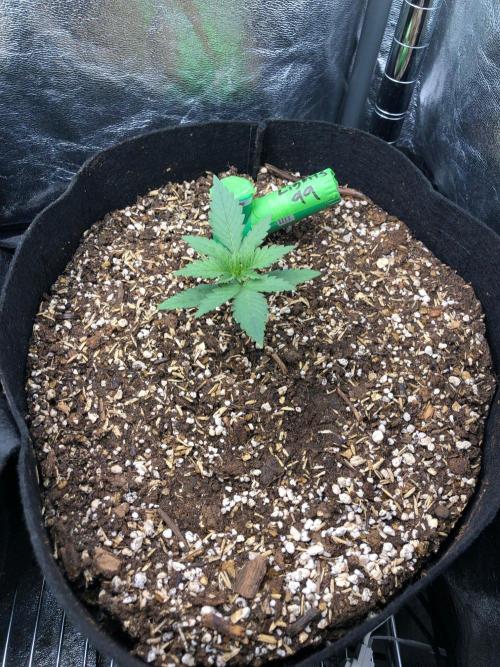 Northern Lights #5 Haze Cinderella 99. Week 1