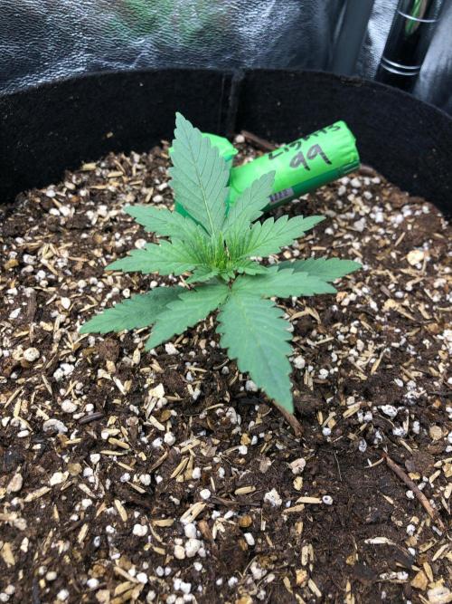 Northern Lights #5 Haze Cinderella 99. Week 1