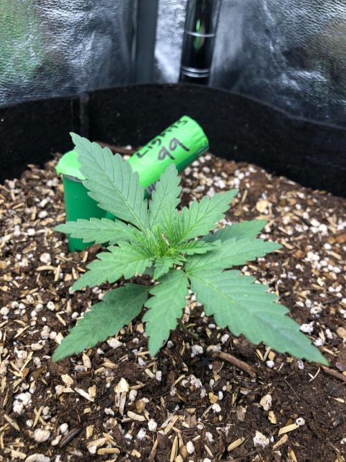 Northern Lights #5 Haze Cinderella 99. Week 1