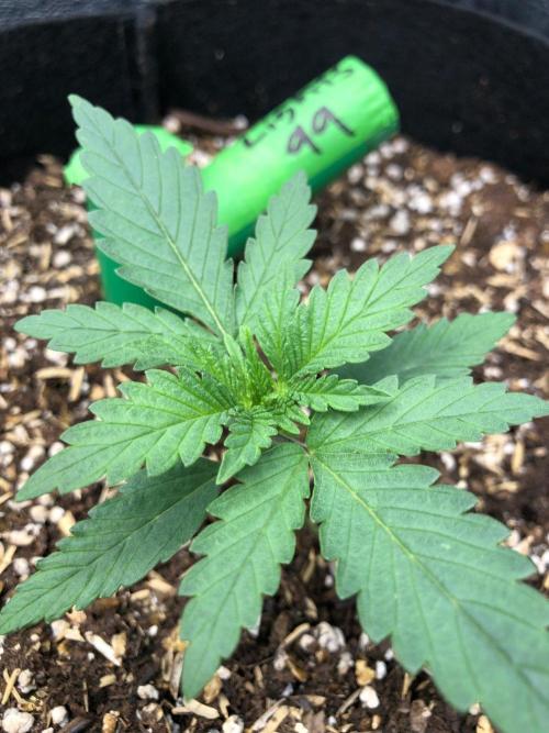 Northern Lights #5 Haze Cinderella 99. Week 1