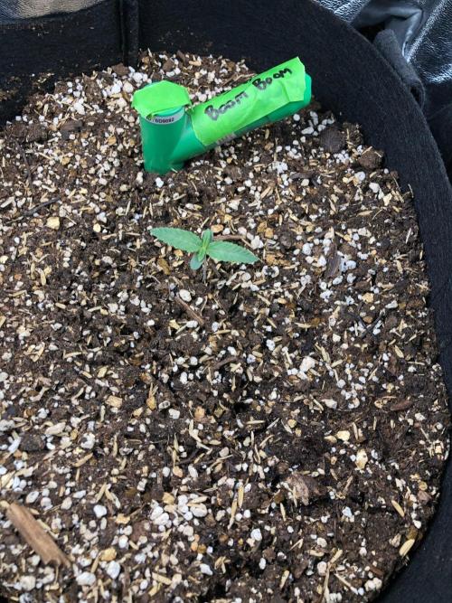 Big Berry Boom Boom Sensi Indoor Fall. Week 1