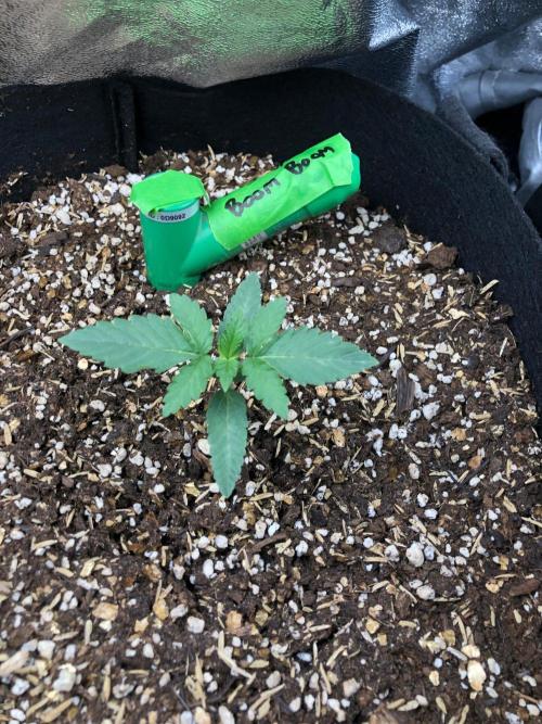 Big Berry Boom Boom Sensi Indoor Fall. Week 1