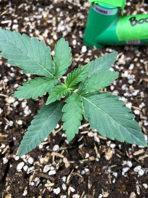 Big Berry Boom Boom Sensi Indoor Fall. Week 1