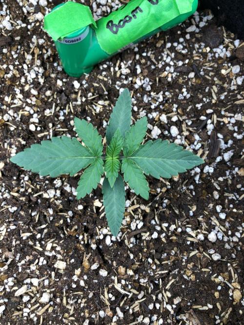 Big Berry Boom Boom Sensi Indoor Fall. Week 1