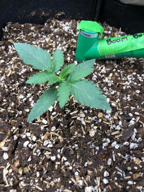 Big Berry Boom Boom Sensi Indoor Fall. Week 1