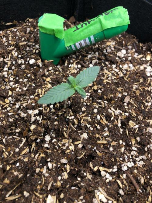 Vlad The Inhaler Sensi Indoor Fall. Week 1