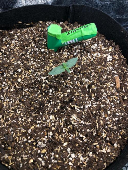 Vlad The Inhaler Sensi Indoor Fall. Week 1