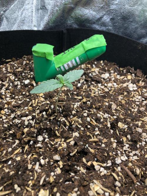 Vlad The Inhaler Sensi Indoor Fall. Week 1