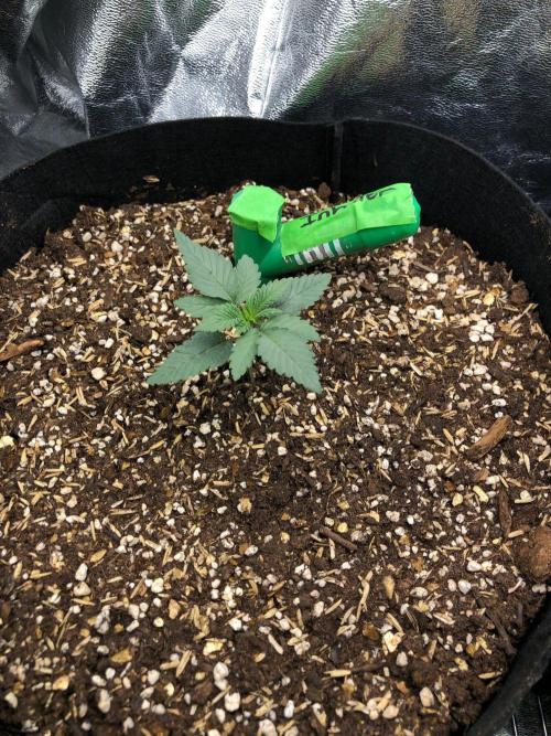 Vlad The Inhaler Sensi Indoor Fall. Week 1