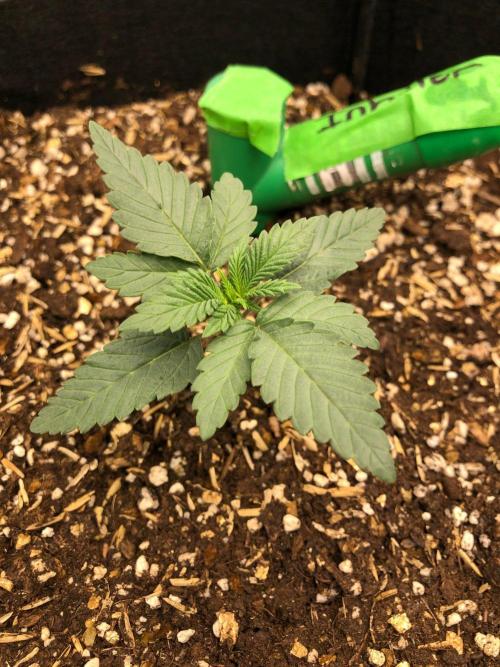 Vlad The Inhaler Sensi Indoor Fall. Week 1