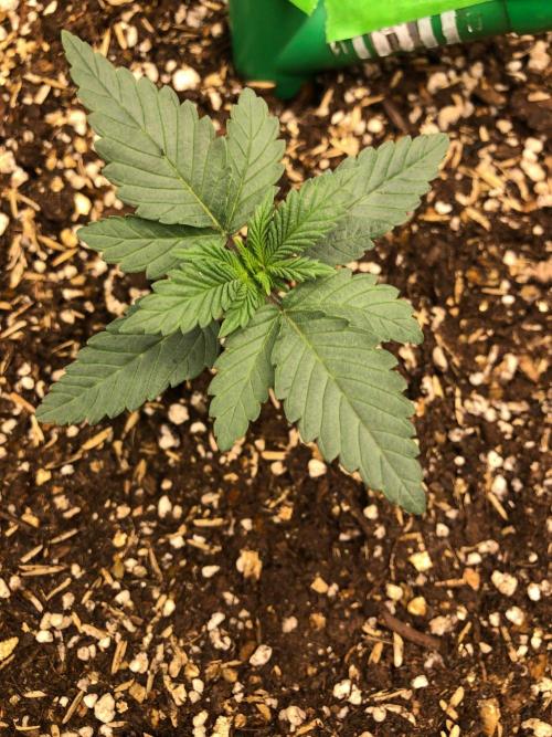Vlad The Inhaler Sensi Indoor Fall. Week 1