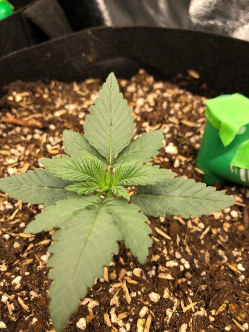 Vlad The Inhaler Sensi Indoor Fall. Week 1