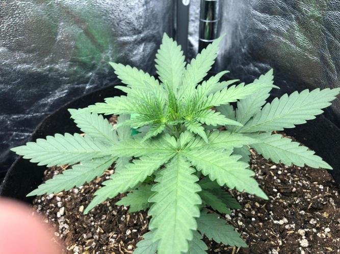 Northern Lights #5 Haze Cinderella 99. Week 2
