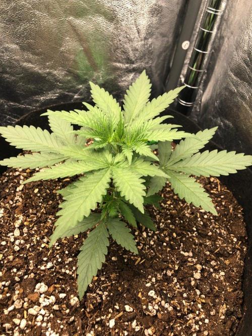 Northern Lights #5 Haze Cinderella 99. Week 2