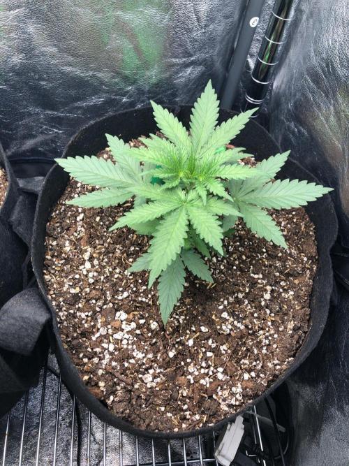 Northern Lights #5 Haze Cinderella 99. Week 2