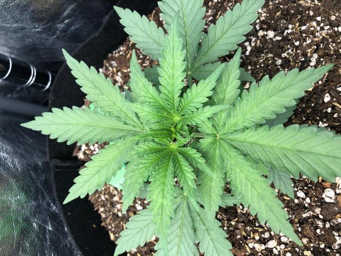 Northern Lights #5 Haze Cinderella 99. Week 2