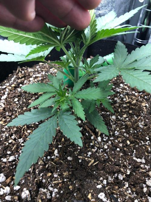 Northern Lights #5 Haze Cinderella 99. Week 2