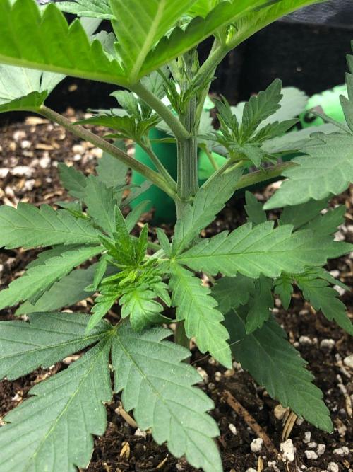 Northern Lights #5 Haze Cinderella 99. Week 2