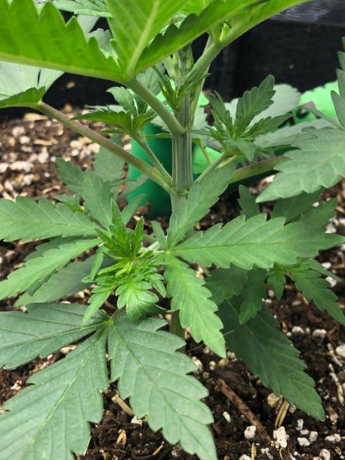Northern Lights #5 Haze Cinderella 99. Week 2