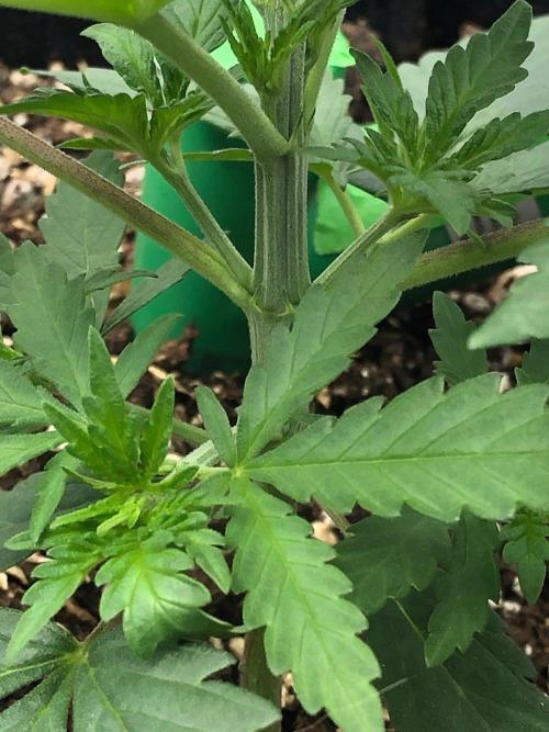 Northern Lights #5 Haze Cinderella 99. Week 2