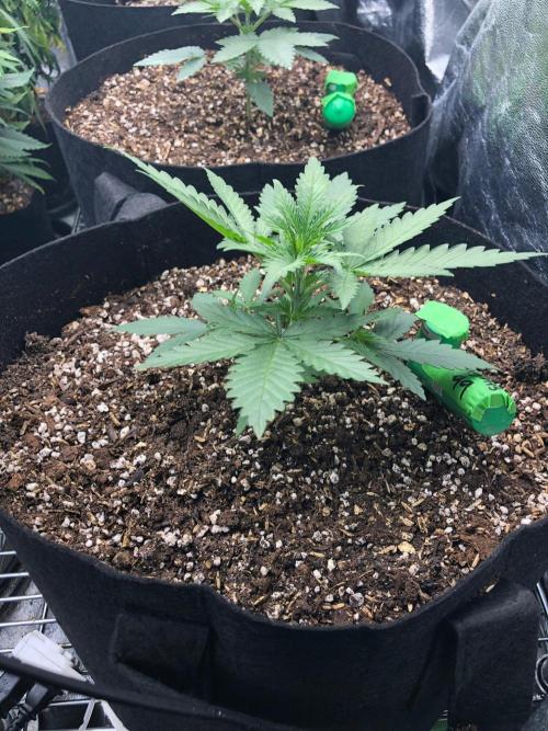 Northern Lights #5 Haze Cinderella 99. Week 2