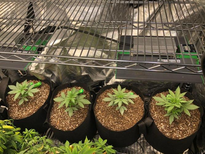 Gorilla Lite 4x8. Week 2