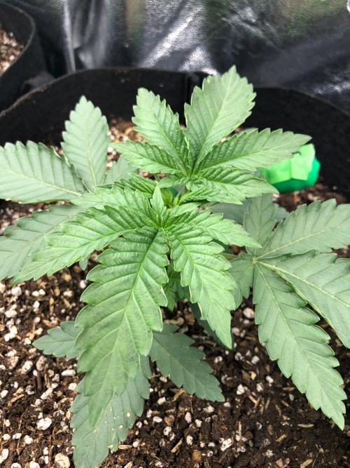 Big Berry Boom Boom Sensi Indoor Fall. Week 2