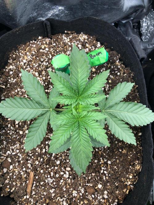 Big Berry Boom Boom Sensi Indoor Fall. Week 2