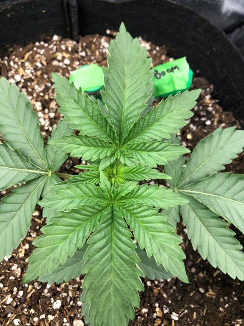 Big Berry Boom Boom Sensi Indoor Fall. Week 2