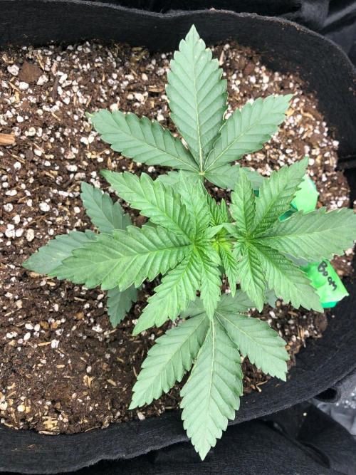 Big Berry Boom Boom Sensi Indoor Fall. Week 2