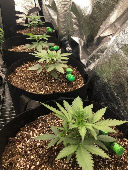 Big Berry Boom Boom Sensi Indoor Fall. Week 2