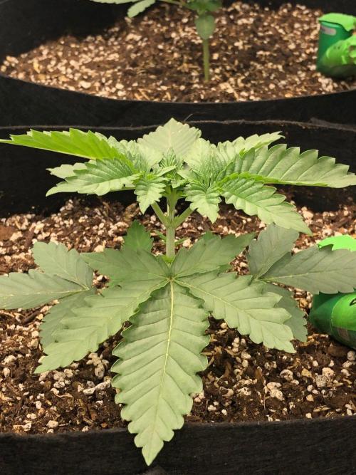 Big Berry Boom Boom Sensi Indoor Fall. Week 2