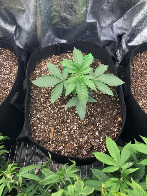 Big Berry Boom Boom Sensi Indoor Fall. Week 2