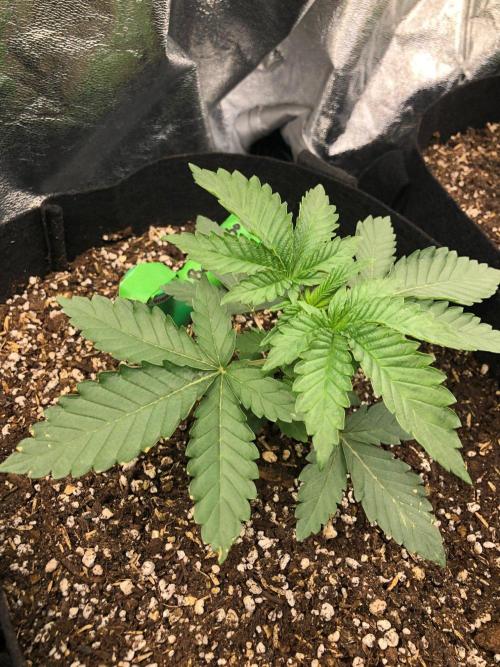 Big Berry Boom Boom Sensi Indoor Fall. Week 2