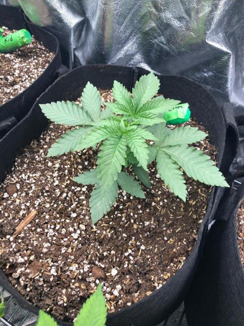 Big Berry Boom Boom Sensi Indoor Fall. Week 2