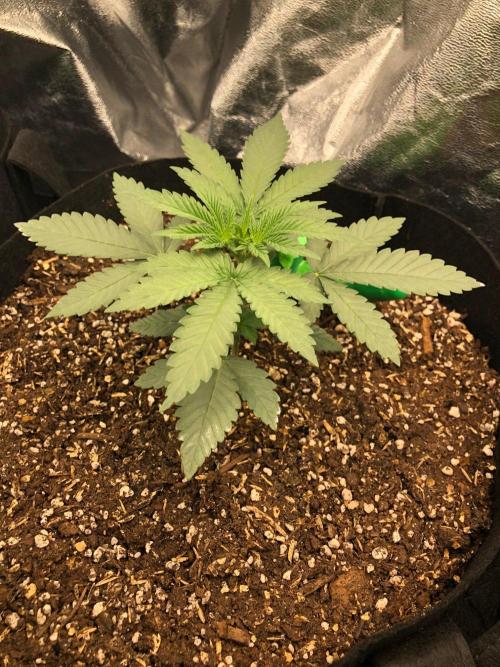 Vlad The Inhaler Sensi Indoor Fall. Week 2