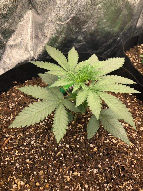 Vlad The Inhaler Sensi Indoor Fall. Week 2