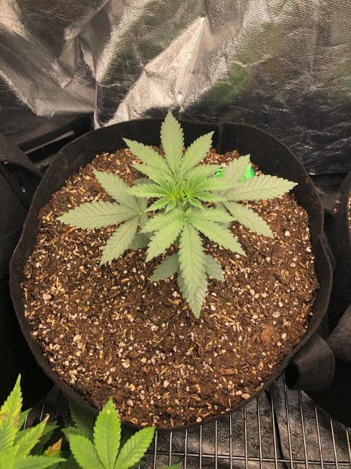 Vlad The Inhaler Sensi Indoor Fall. Week 2