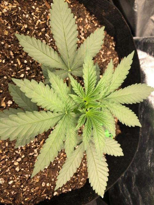 Vlad The Inhaler Sensi Indoor Fall. Week 2
