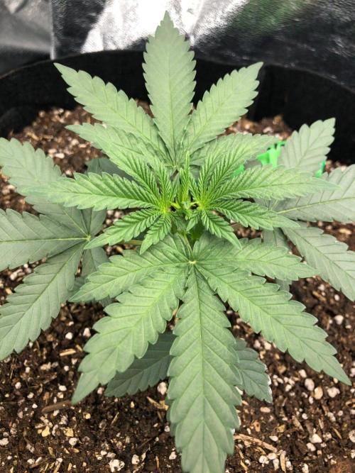 Vlad The Inhaler Sensi Indoor Fall. Week 2