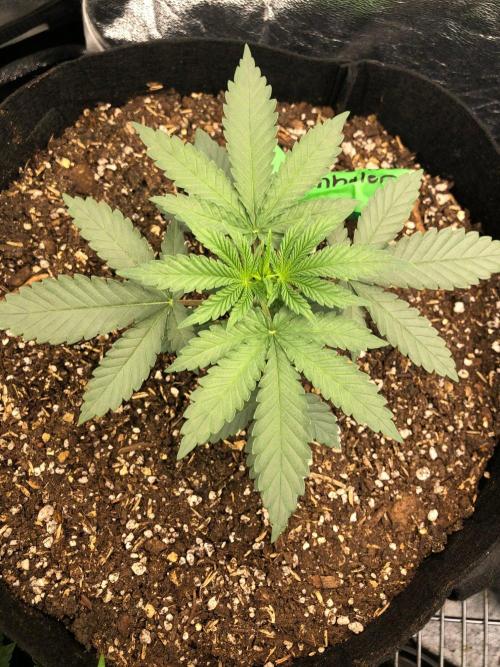 Vlad The Inhaler Sensi Indoor Fall. Week 2