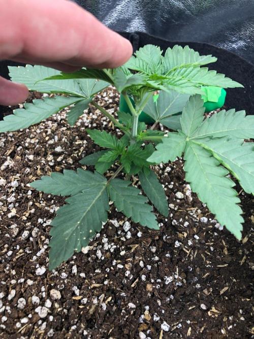 Vlad The Inhaler Sensi Indoor Fall. Week 2