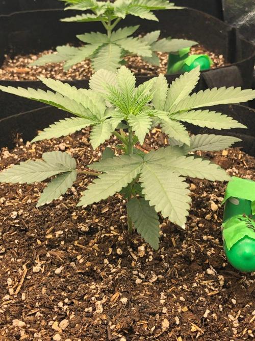Vlad The Inhaler Sensi Indoor Fall. Week 2